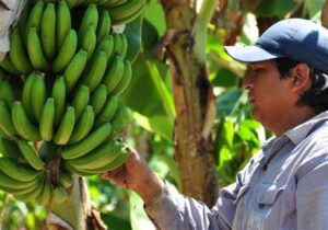Bananas produccion