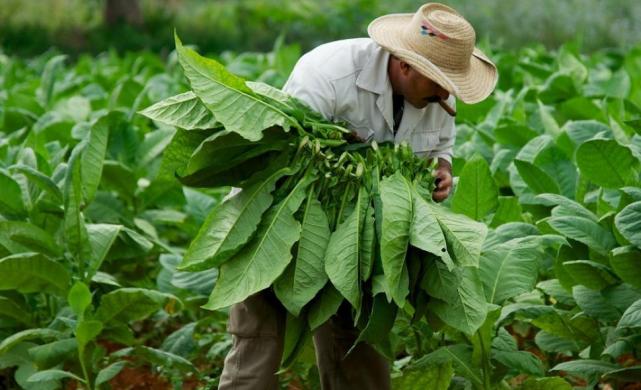 Plantacion tabaco 1