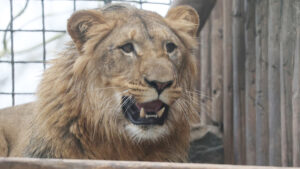 Leon