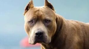 Barrio Norte Grande: Un Pitbull atacó a un joven y casi lo mata en la calle
